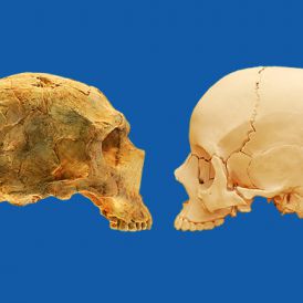 L’evoluzione dell’uomoimage